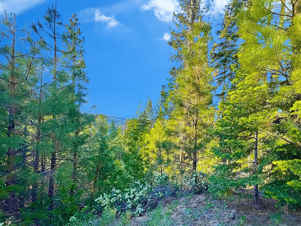 1.84-acre Alturas, California property for sale - photo 8