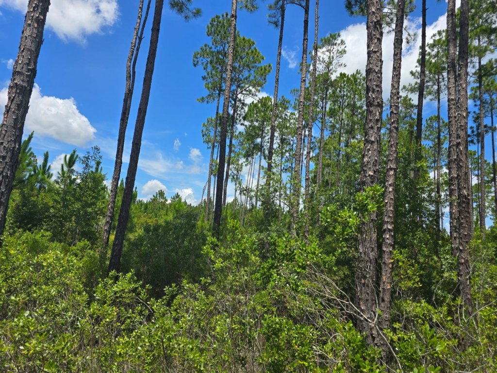 2.14 acre buildable land for sale in Palatka, Florida - photo 1