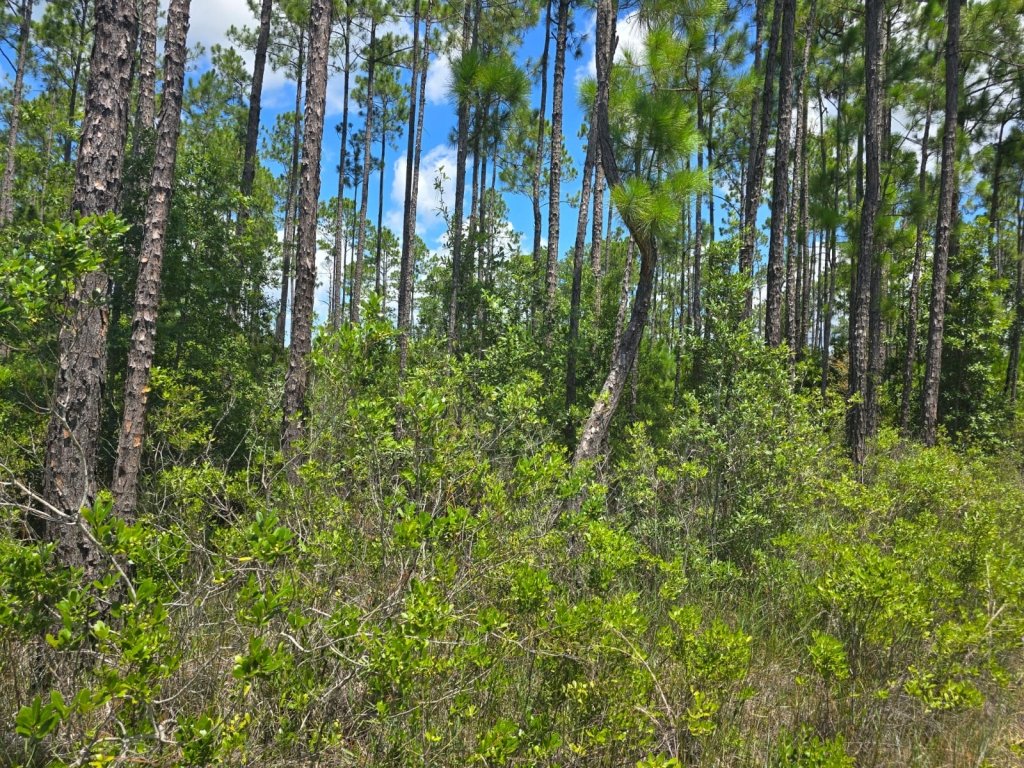 Flat terrain lot in Putnam County, Florida - photo 2