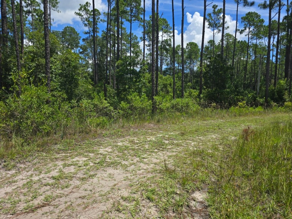 2.14 acre residential land listing near Palatka, Florida - photo 3