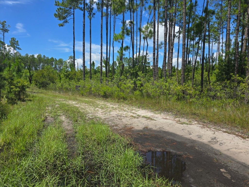 Buildable Florida land for sale in Putnam County - photo 4