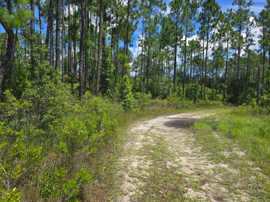 Flat 2.14 acre property in Palatka area, Florida - photo 5