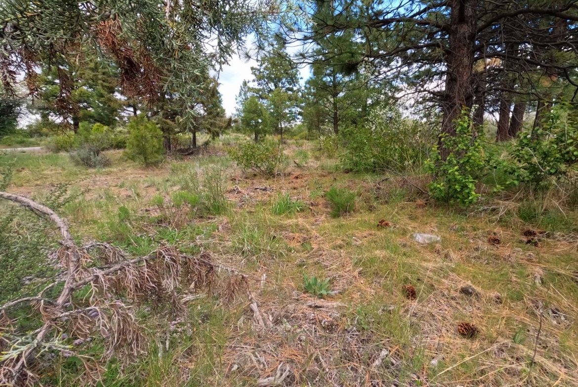 Cheap land for sale in Oregon
