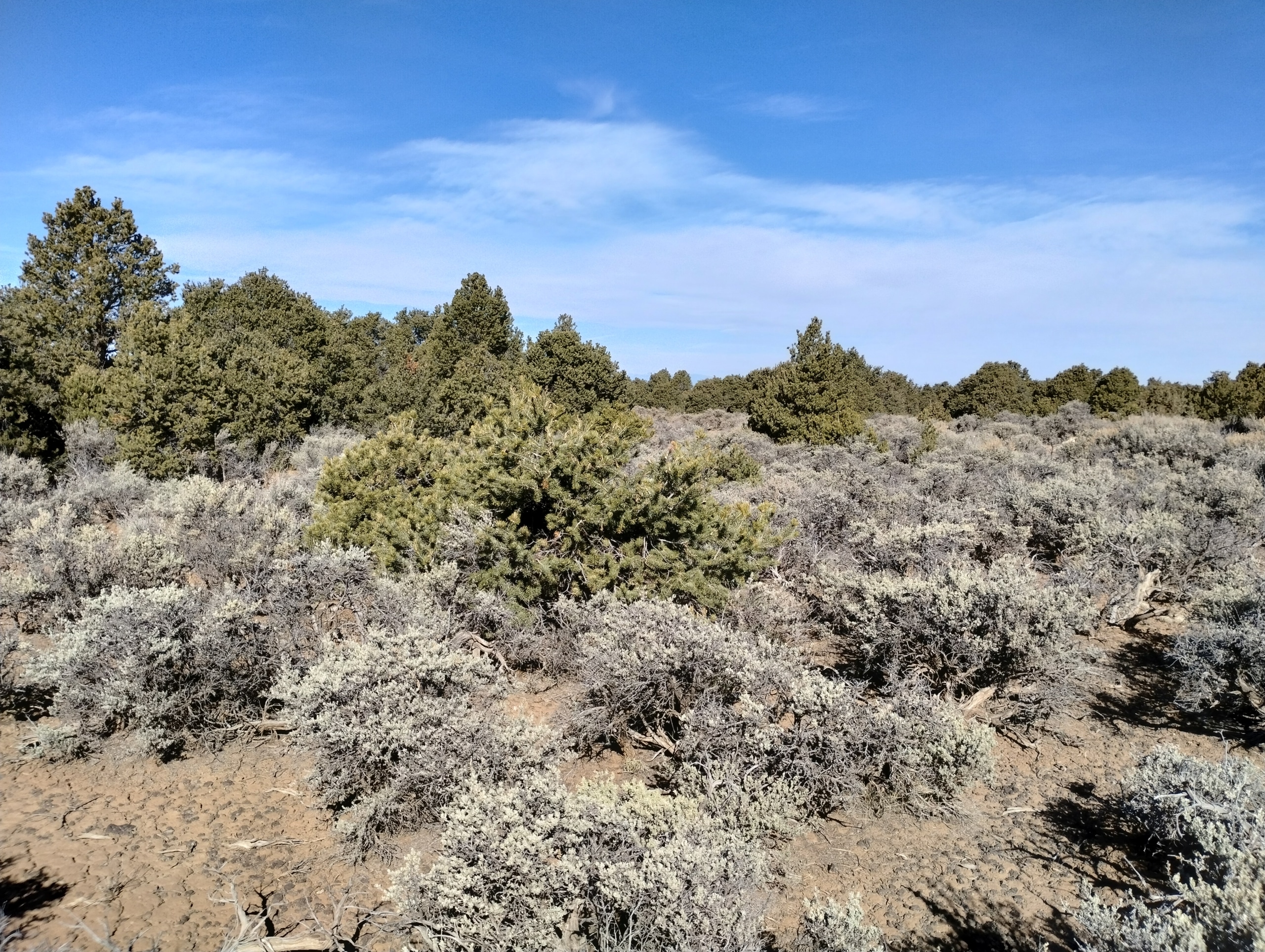 0.21 Acres Land for Sale in Antonito, Colorado