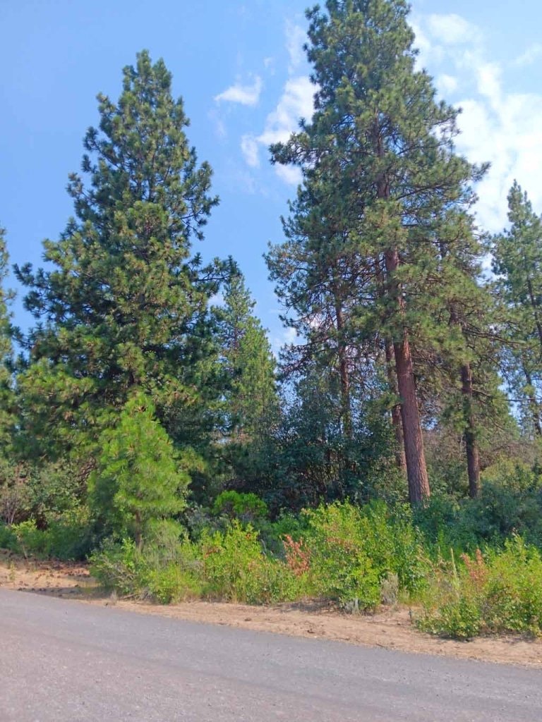 Buildable land with road access in Chiloquin, Oregon - owner financed