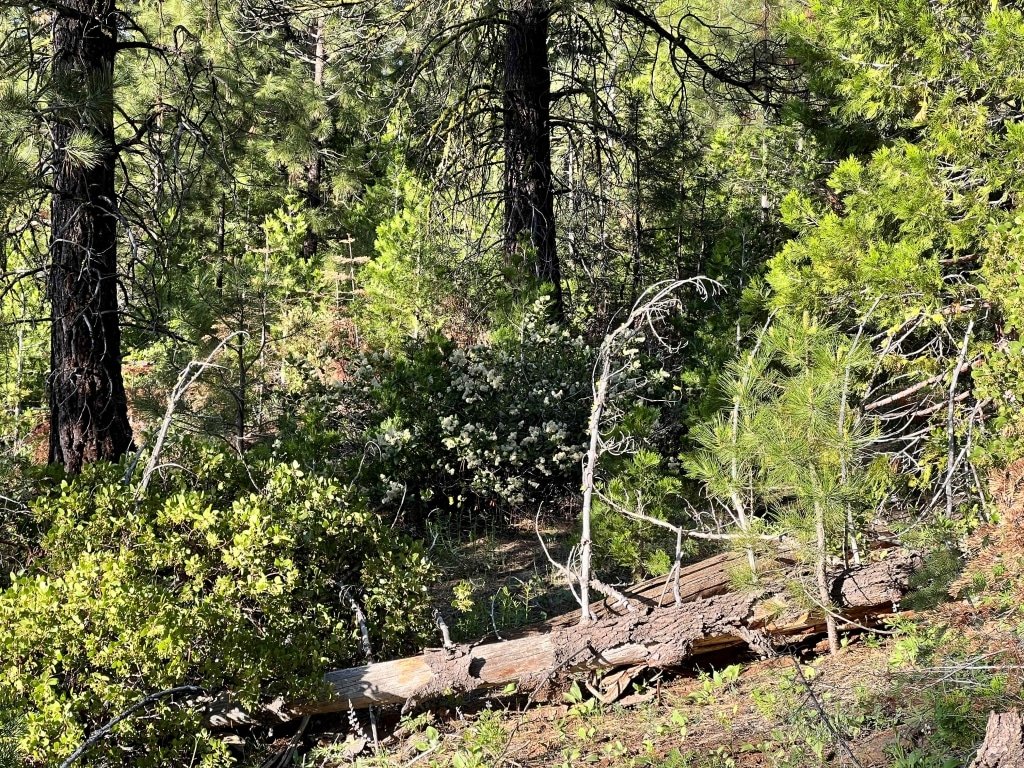 1.41 Acres land for sale in Alturas, CA