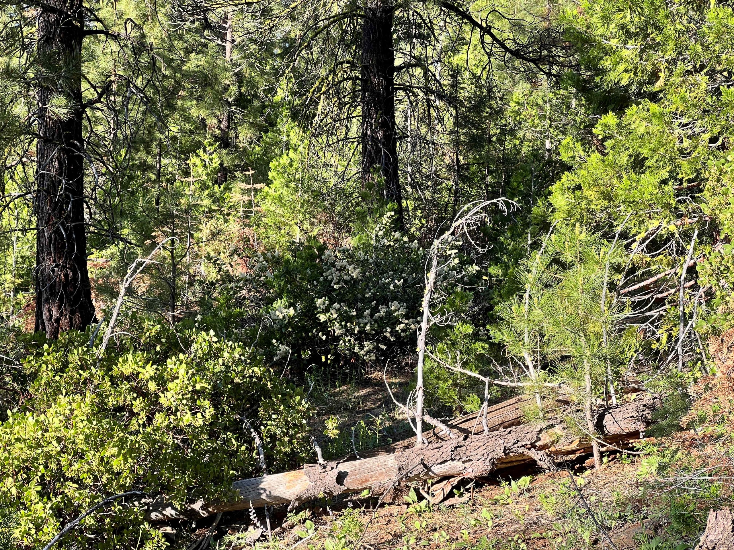 1.41 Acres land for sale in Alturas, CA
