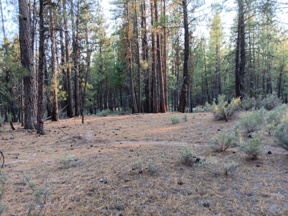2 Acres Buildable Land for Sale in Oregon