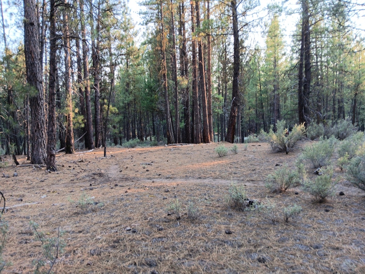 2 Acres Buildable Land for Sale in Oregon