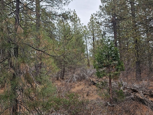 2.57 Acres lot for sale on Polar Bear Lane, North of Bonanza, Oregon