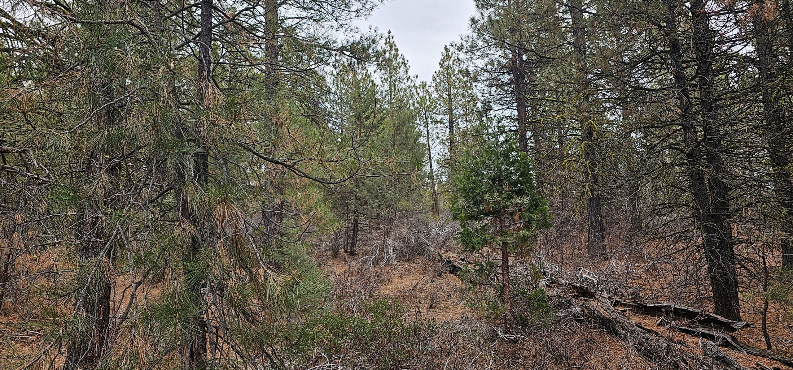 2.57 Acres lot for sale on Polar Bear Lane, North of Bonanza, Oregon
