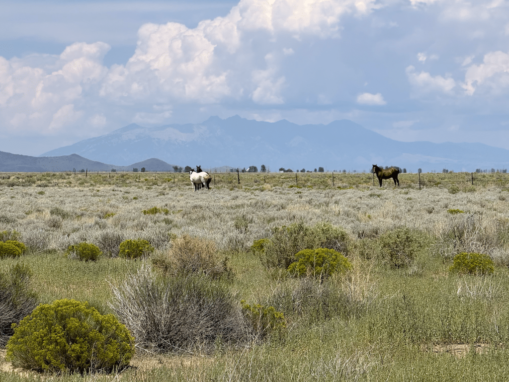 5.09 Acres in Rio Grande Ranches – Zoned for Tiny Homes, Mobile Homes, and Camping for $199/mo!