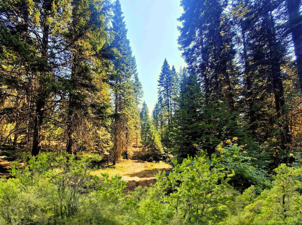 Recreational land listing near Likely, California - less than one acre - photo 3