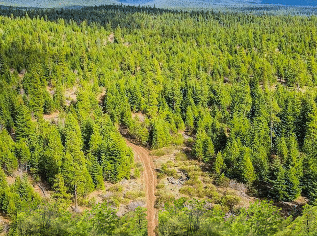 0.92 acre property for camping or cabin in Modoc County, CA - photo 4