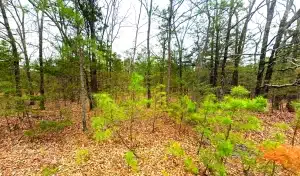 Affordable 0.23-acre property in Ozark, Arkansas - owner-financed land listing