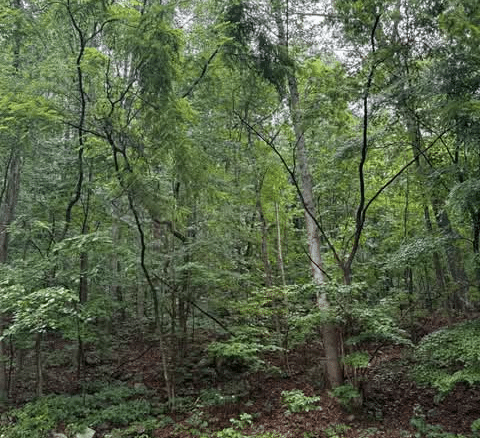 30 Acres Land in Cross Lanes For Sale