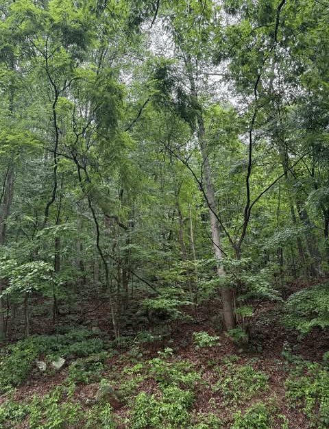 30 Acres Land in Cross Lanes For Sale