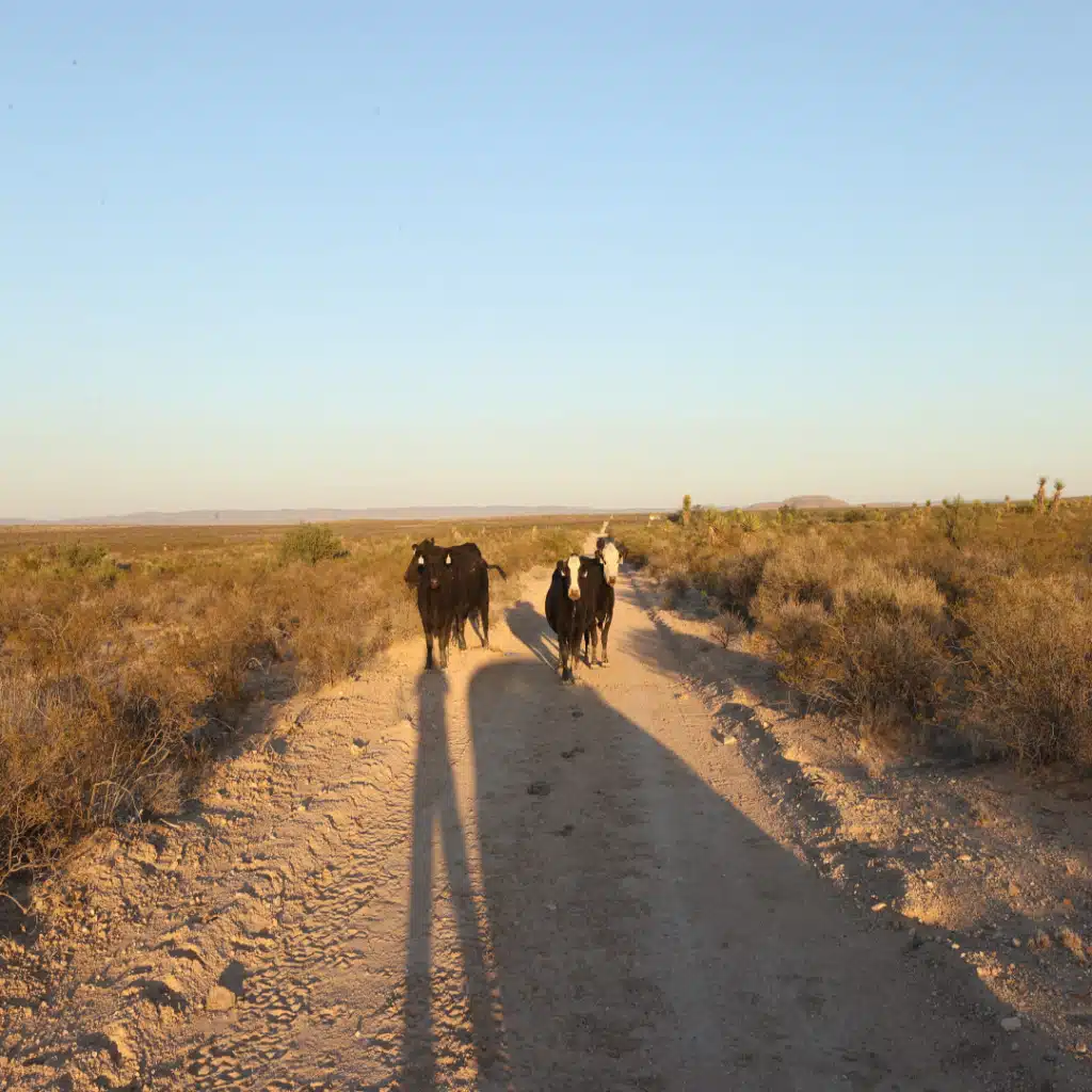 Buildable acreage near Sierra Blanca, Hudspeth County, Texas - RV/camping allowed - photo 4