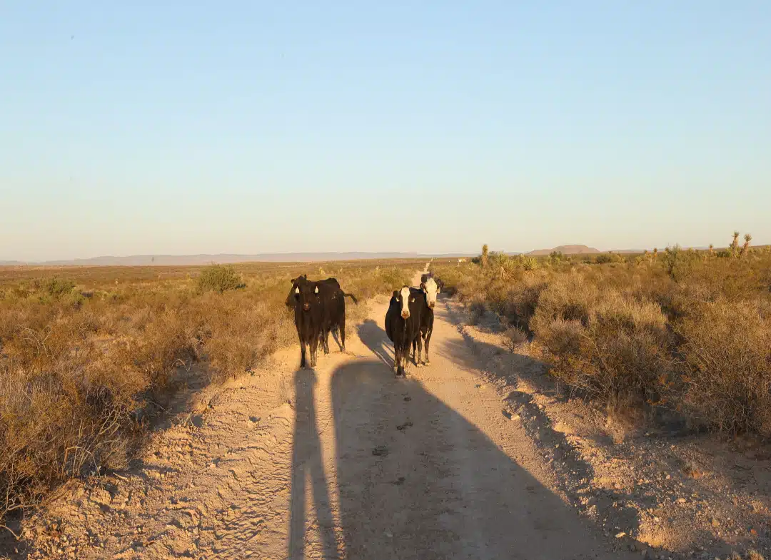 HOT SALE!!! 20 Acres of Texas Freedom … We Just Dropped the Price 13%!!!