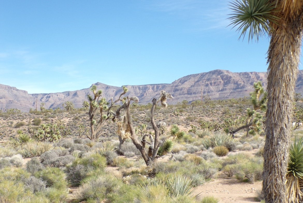1.25 AC in AZ — Build, RV, or Bring Your Mobile Home!