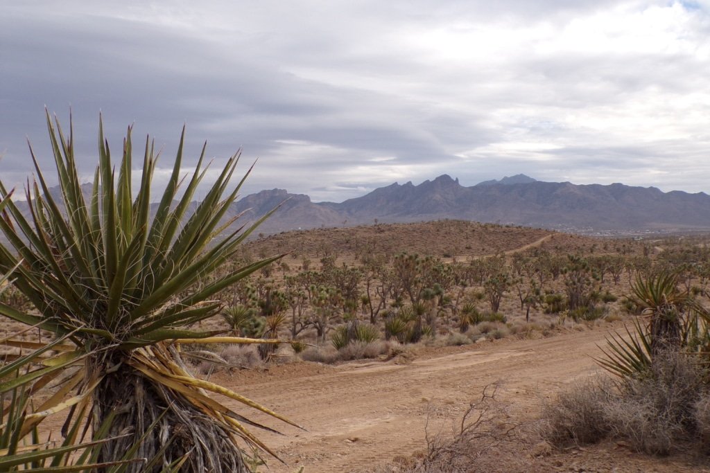 Owner-financed 1 acre in Dolan Springs AZ grassland buildable - photo 6