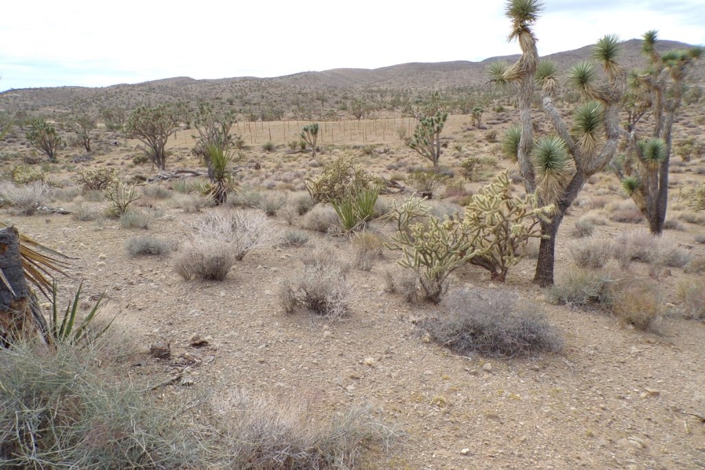1 acre recreational lot Dolan Springs Arizona mountain view property - photo 5