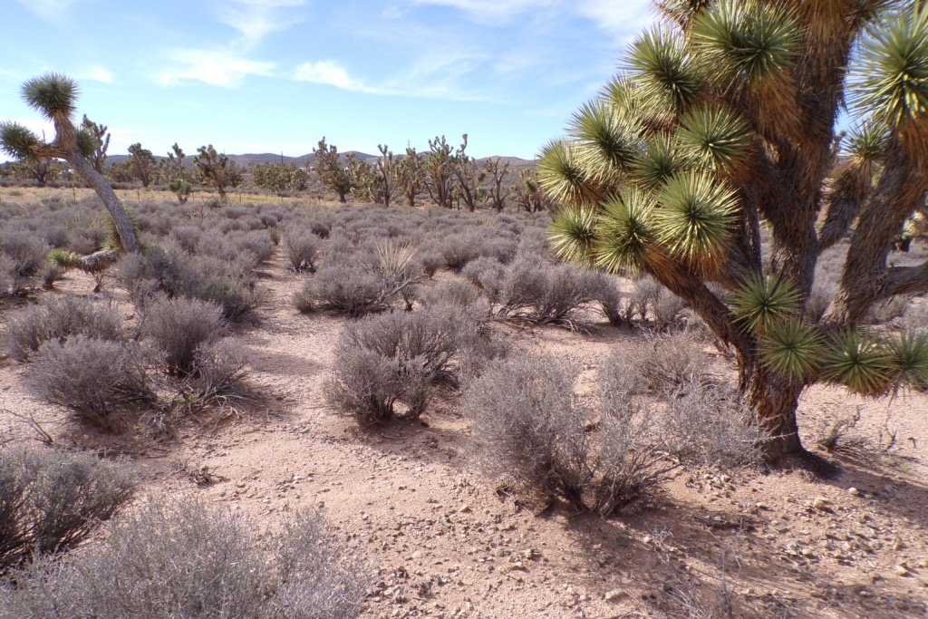 Your Arizona Escape Awaits! 1.25 AC – Endless Possibilities