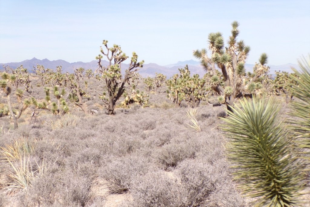 1.25 acre grassland property Arizona, RV camping allowed - photo 3