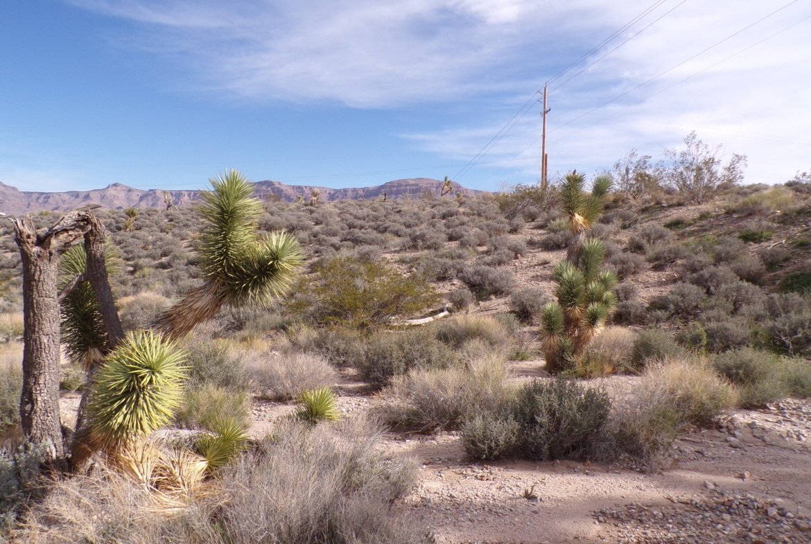 Live Your Way! 1.25 Acres – Build a Home or Bring Your RV!