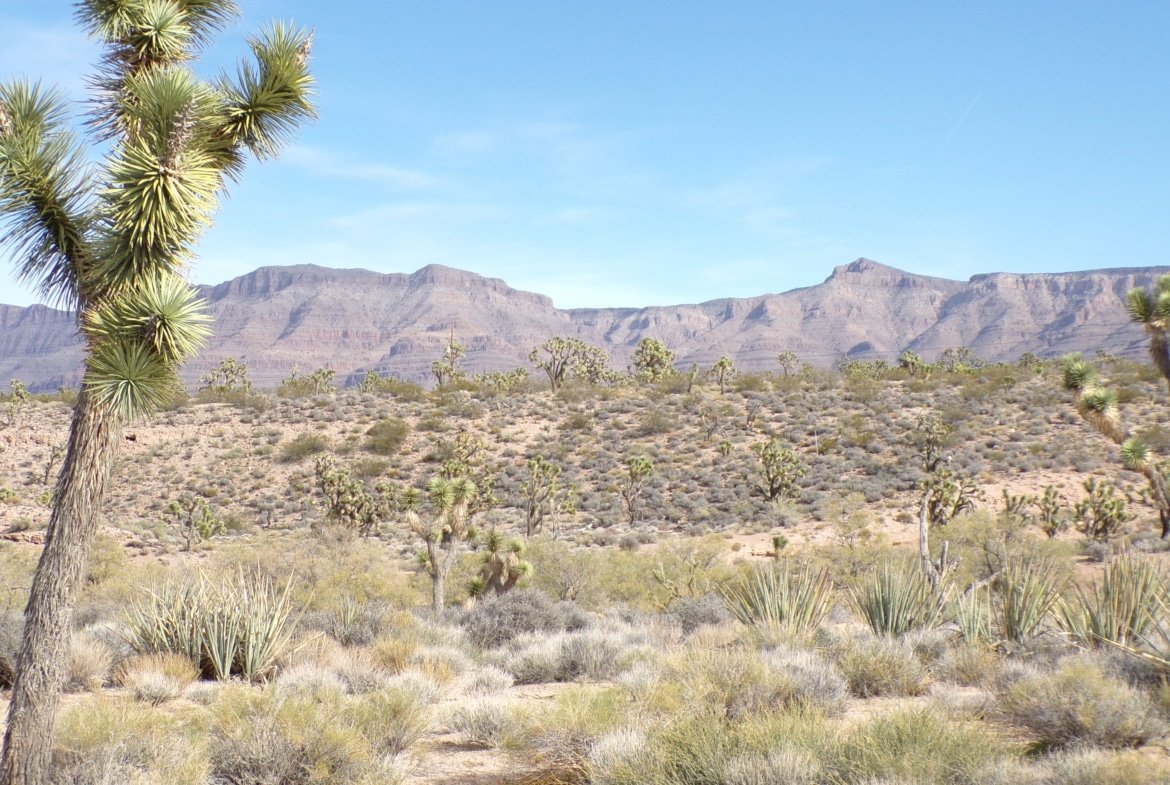 1.25 AC in AZ — Build, RV, or Bring Your Mobile Home!