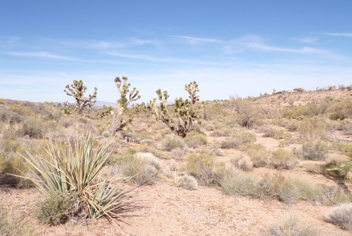 1.25 AC in AZ — Build, RV, or Bring Your Mobile Home!