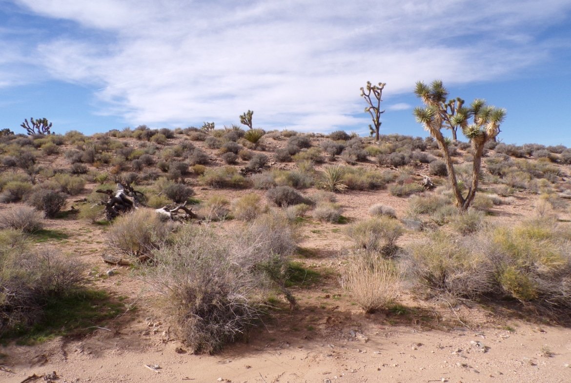 1.25 AC in AZ — Build, RV, or Bring Your Mobile Home!