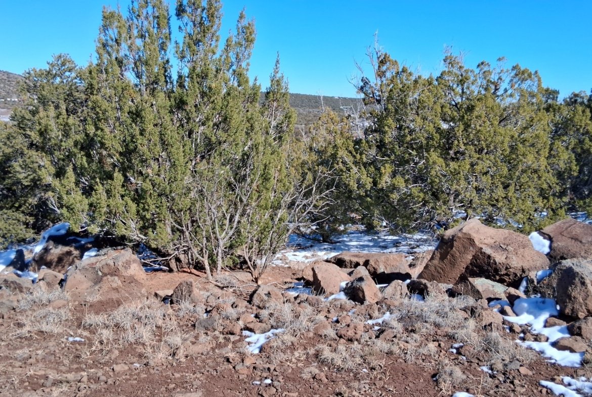 1.15 Acres of Land, Power, Trees and Views! Show Low Pines Subdivision