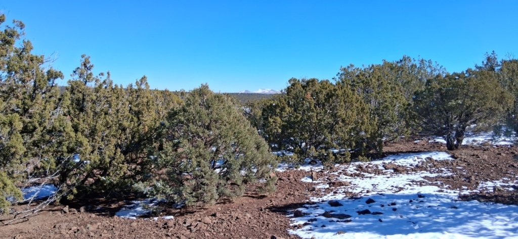 1.15 acre property in Show Low Pines Subdivision near Concho, Arizona