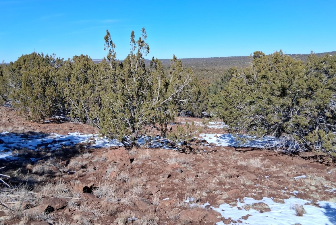 1.15 Acres of Land, Power, Trees and Views! Show Low Pines Subdivision