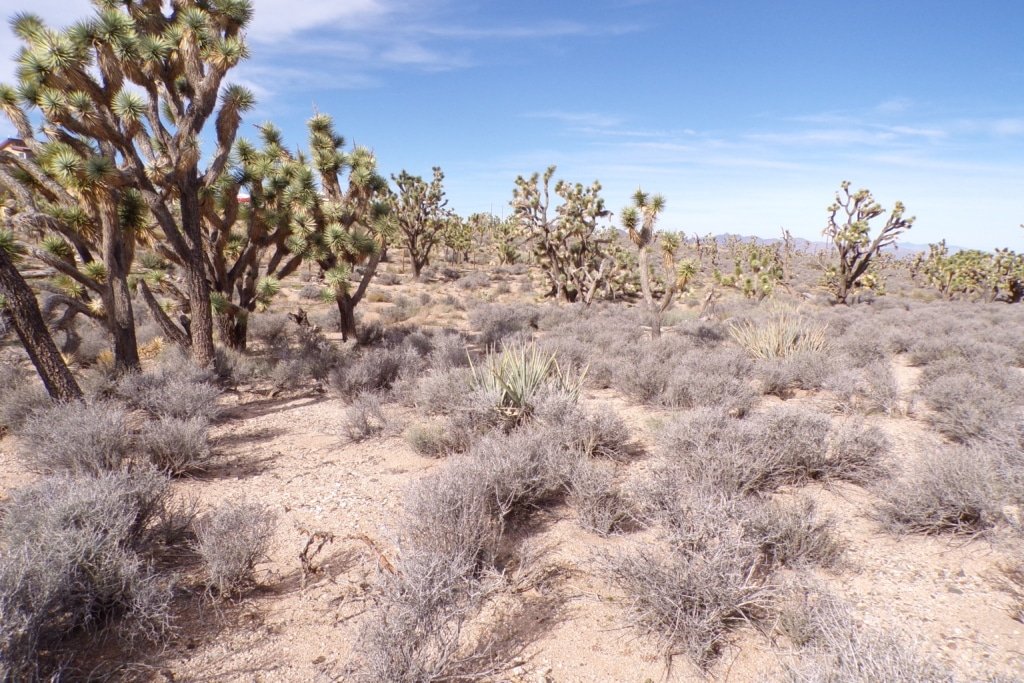 Arizona rural land for sale, 1.25 acres, easy monthly terms - photo 7