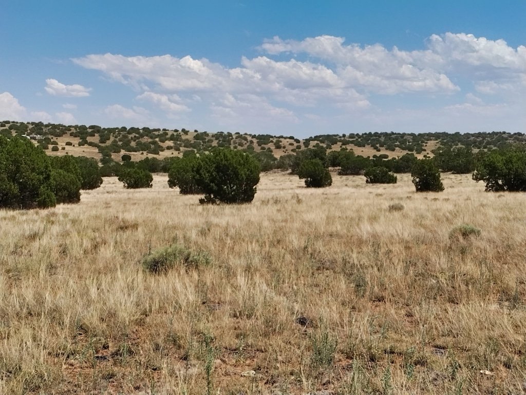Buildable fenced lot in peaceful Concho location, Arizona - photo 10