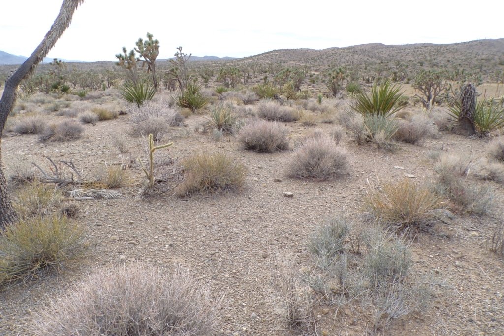 Buildable grassland 1 acre Dolan Springs AZ owner-financed listing - photo 8