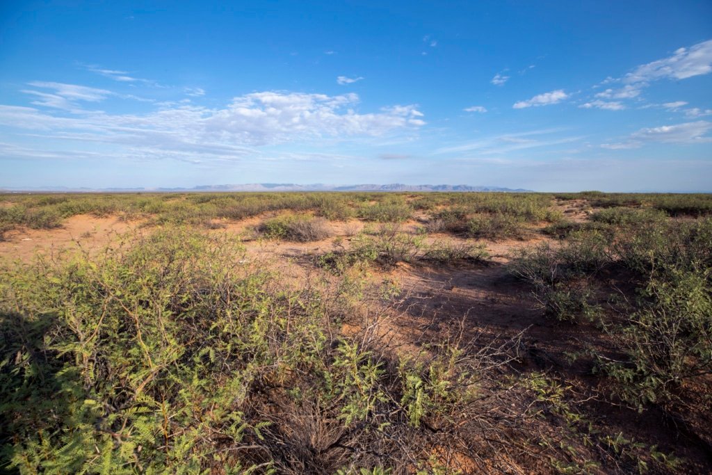 5-acre flat terrain lot with fertile soil near Van Horn - photo 6