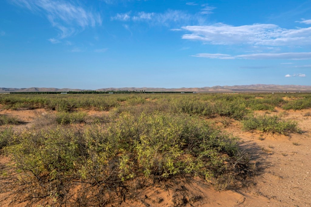 Open grassland acreage: 5-acre unrestricted West Texas property - photo 7
