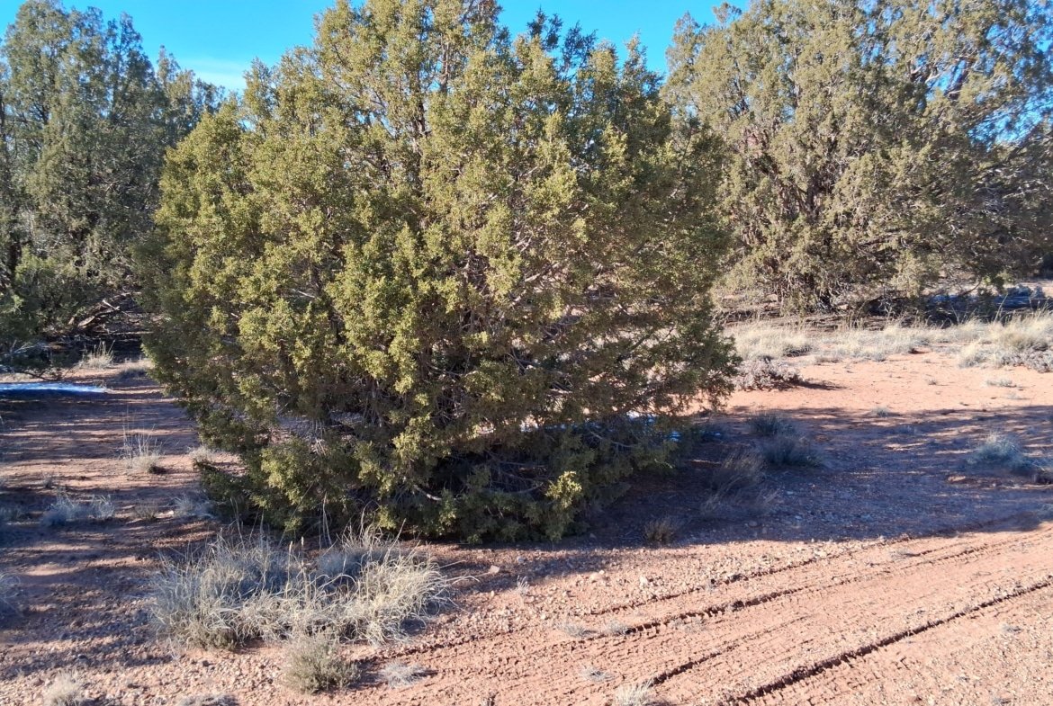 1.12 Acre Land, w/Power and Trees! Snowflake, AZ