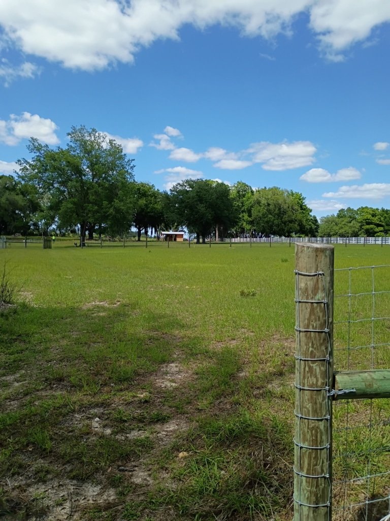 Fenced buildable acreage for sale in Morriston, Florida - photo 5