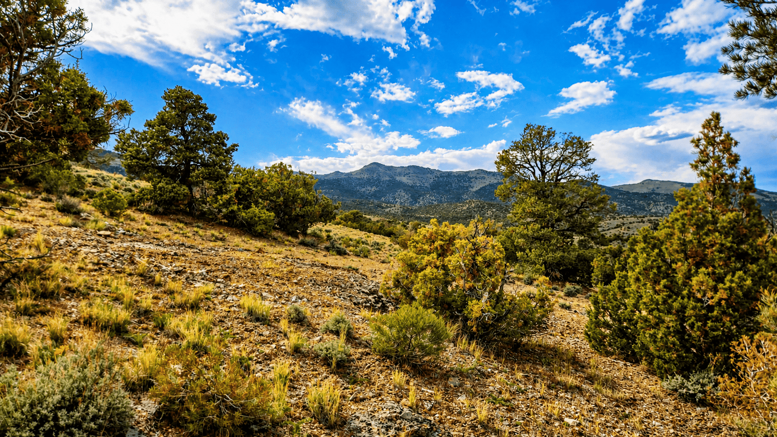 ChatGPT Image May 4, 2026, 09_22_28 PM š 6+ Acres Near Murdock Mountain / $299/Month!