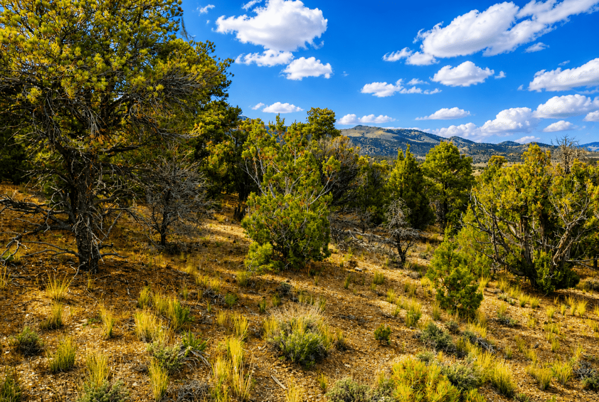 🌄 6+ Acres Near Murdock Mountain / $299/Month!