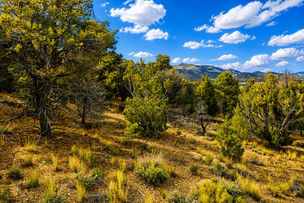Affordable rural acreage in Elko County with $149 down payment - photo 5