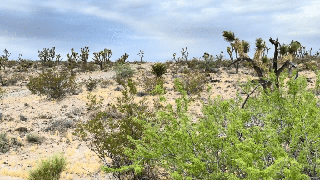 Find Your Freedom in Arizona! 1.07 Acre Land For Sale