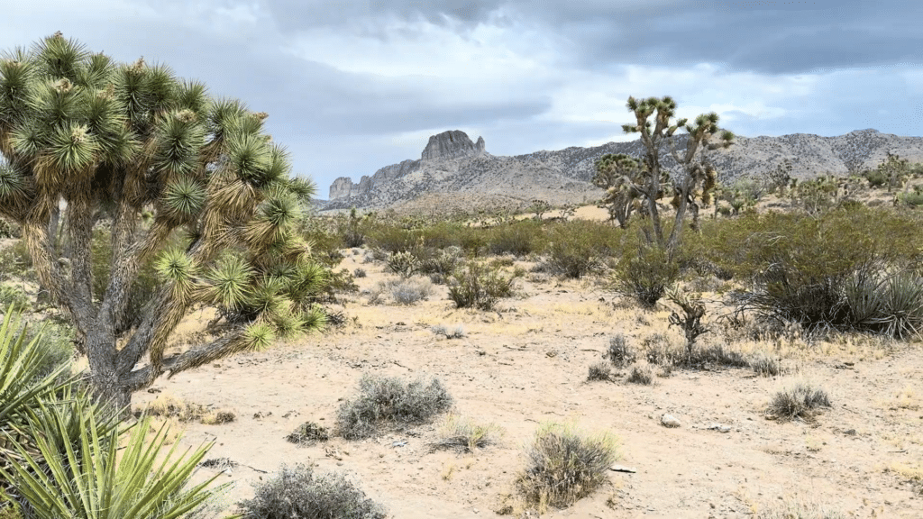 Retire Where Mountains & Joshua Trees Are Your Neighbors!