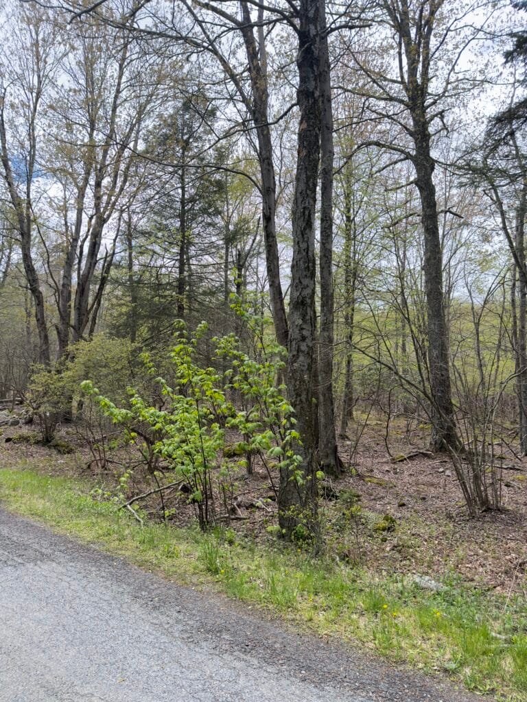 Half-acre R1 zoned land with road access in Pennsylvania - photo 3