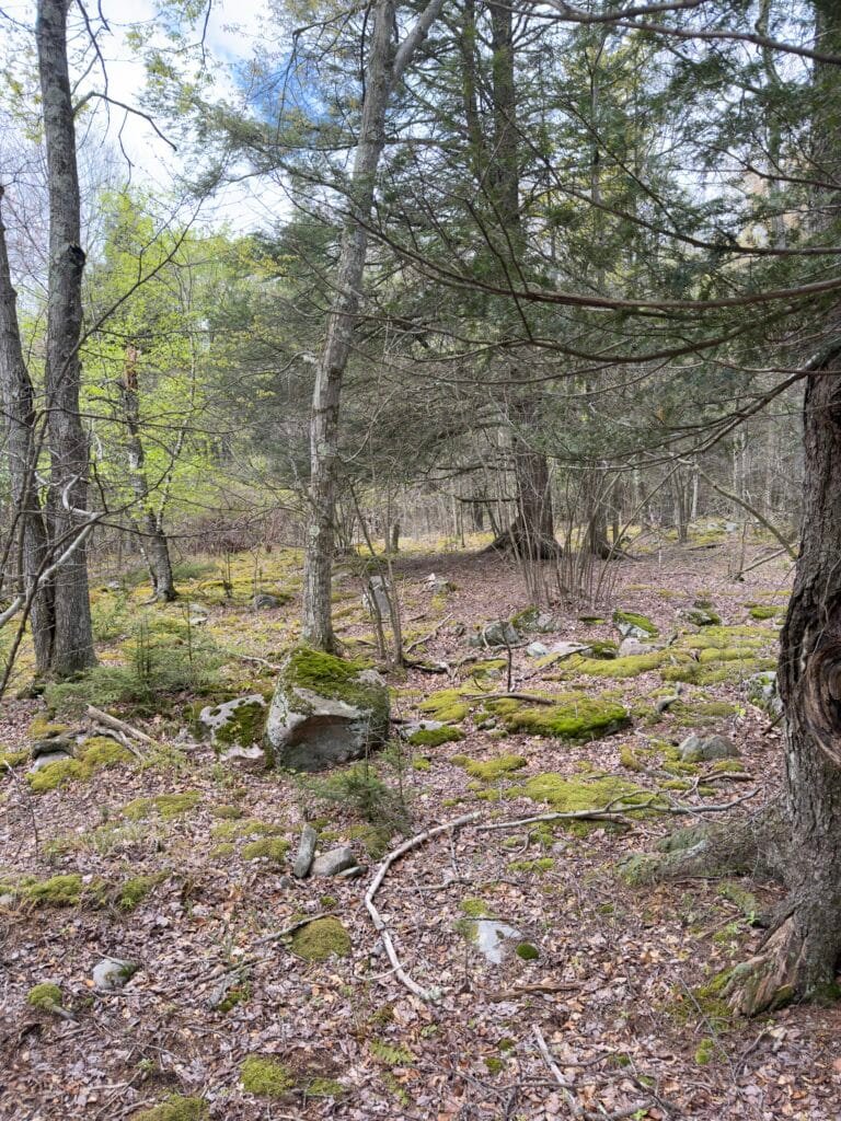 Owner-financed lot $2,000 down in Wayne County, Pennsylvania - photo 4