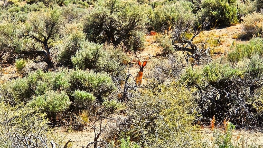 Open buildable lot in Elko County, Nevada, $6,999 cash price - photo 6
